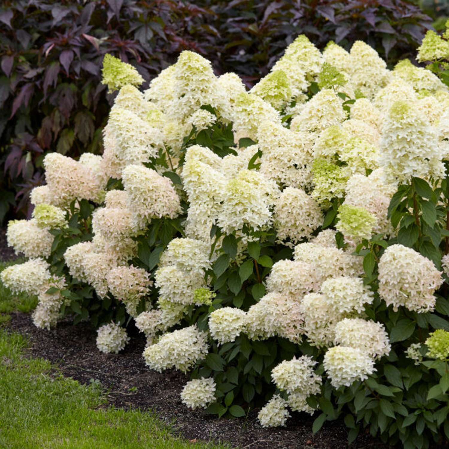 Syyshortensia ‘Skyfall’